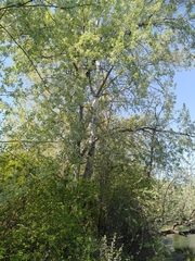 Populus alba