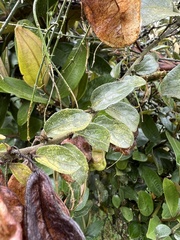 Anchietea frangulifolia