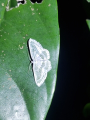 Pseudeuchlora kafebera