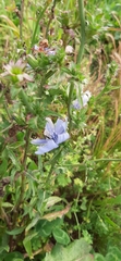 Cichorium intybus