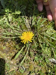 Taraxacum palustre