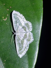 Pseudeuchlora kafebera