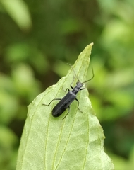 Dichelotarsus piniphilus