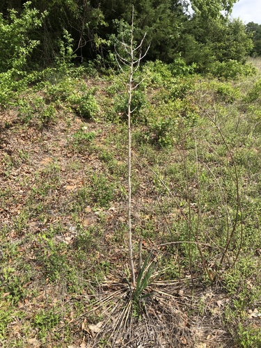 Yucca necopina