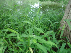 Dichanthelium dichotomum