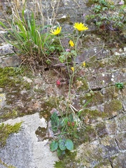 Hieracium maculatum