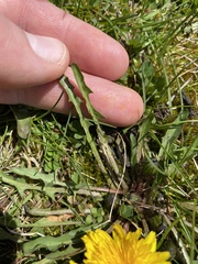 Taraxacum palustre