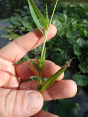Dichanthelium dichotomum