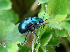 Chrysolina coerulans