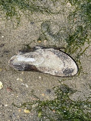 Geukensia demissa