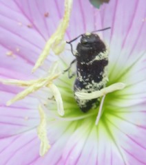 Acmaeodera neglecta neoneglecta
