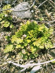 Selaginella pilifera