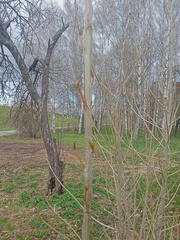 Populus