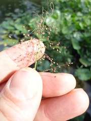 Dichanthelium dichotomum