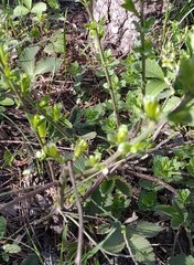 Chamaecytisus ruthenicus