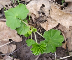 Alchemilla