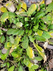 Thlaspi arvense