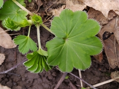 Alchemilla