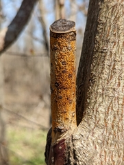 Fungi