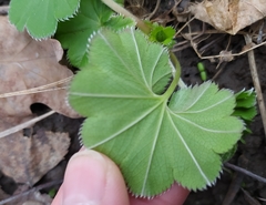 Alchemilla