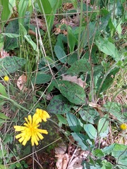 Hieracium glaucinum