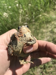 Anaxyrus hemiophrys