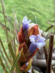 Tillandsia fragrans