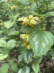 Lamium galeobdolon argentatum