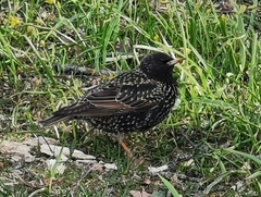 Sturnus vulgaris