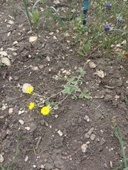 Potentilla crebridens