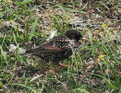 Sturnus vulgaris