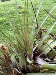 Tillandsia fragrans