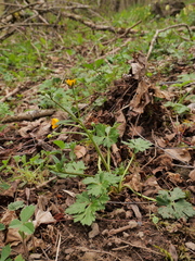 Ranunculus serpens
