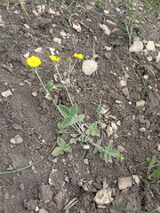 Potentilla crebridens