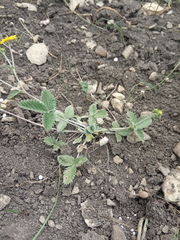 Potentilla crebridens