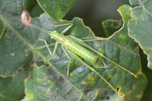 Southern Oak Bush-cricket