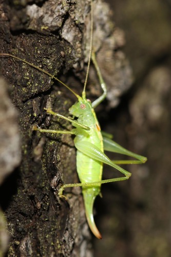 Southern Oak Bush-cricket