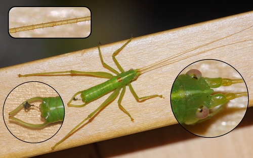 Southern Oak Bush-cricket