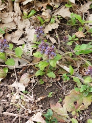 Ajuga × hybrida