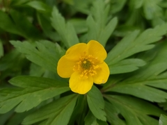 Anemonoides ranunculoides