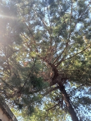 Pinus