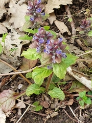Ajuga × hybrida