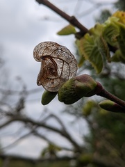 Tilia platyphyllos