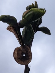 Tilia platyphyllos