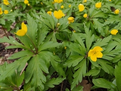 Anemonoides ranunculoides
