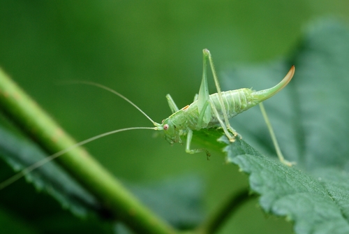 Southern Oak Bush-cricket