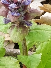 Ajuga × hybrida
