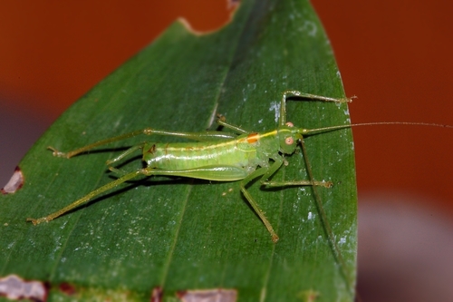 Southern Oak Bush-cricket