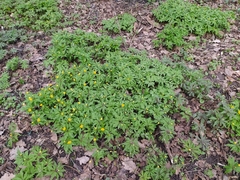 Anemonoides ranunculoides