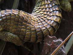 Abronia oaxacae
